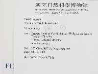 小皮傘屬藏品圖，第2張