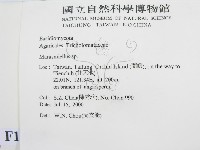 微皮傘屬藏品圖，第2張