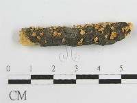 微皮傘屬藏品圖，第3張