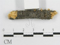 微皮傘屬藏品圖，第4張