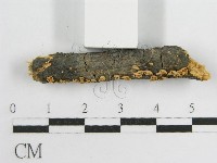 微皮傘屬藏品圖，第5張