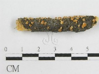 微皮傘屬藏品圖，第6張