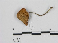 登錄號:F0012047藏品圖，第1張