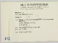 小菇屬藏品圖，第2張