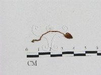 小菇屬藏品圖，第1張