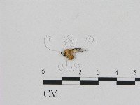 登錄號:F0012057藏品圖，第1張