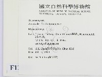 小皮傘屬藏品圖，第2張