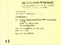 微皮傘屬藏品圖，第2張