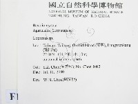 鬼傘屬藏品圖，第2張