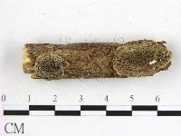 登錄號:F0012067藏品圖，第1張