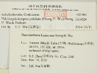 燈籠囊擬射脈菌藏品圖，第2張