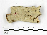 燈籠囊擬射脈菌藏品圖，第1張