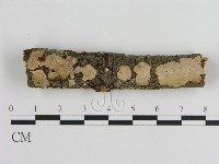 刺皮菌屬藏品圖，第1張