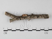 登錄號:F0012077藏品圖，第1張