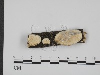 登錄號:F0012078藏品圖，第1張