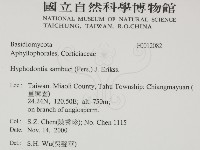 冇骨消絲齒菌藏品圖，第2張