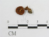 登錄號:F0012083藏品圖，第1張