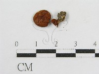 登錄號:F0012083藏品圖，第3張