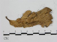 登錄號:F0012084藏品圖，第1張