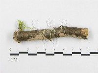 登錄號:F0012085藏品圖，第1張
