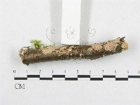 登錄號:F0012085藏品圖，第3張