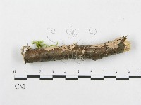 登錄號:F0012085藏品圖，第4張