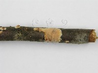 登錄號:F0012086藏品圖，第6張