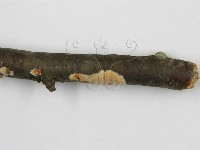 登錄號:F0012086藏品圖，第7張