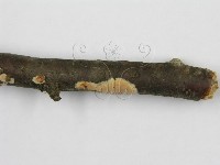 登錄號:F0012086藏品圖，第8張