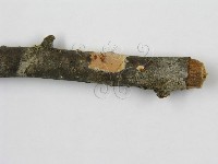 登錄號:F0012086藏品圖，第9張