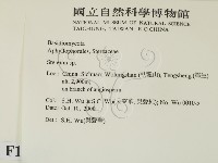 韌革菌屬藏品圖，第2張