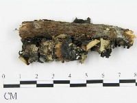 盤革菌屬藏品圖，第3張