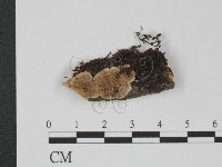 附毛菌屬藏品圖，第1張