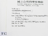 筍殼菌屬藏品圖，第2張