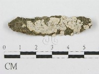 筍殼菌屬藏品圖，第1張