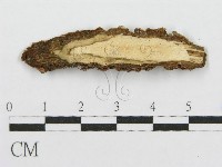 筍殼菌屬藏品圖，第3張