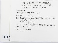 阿太菌屬藏品圖，第2張