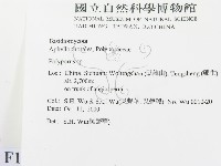 多孔菌屬藏品圖，第2張