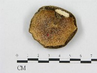 多孔菌屬藏品圖，第1張
