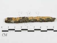 筍殼菌屬藏品圖，第1張