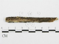 筍殼菌屬藏品圖，第3張