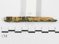 筍殼菌屬藏品圖，第4張