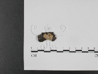 登錄號:F0012102藏品圖，第1張