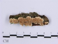 登錄號:F0012103藏品圖，第1張