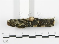 射脈菌屬藏品圖，第3張