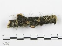 射脈菌屬藏品圖，第4張