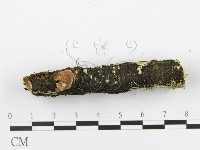 射脈菌屬藏品圖，第5張