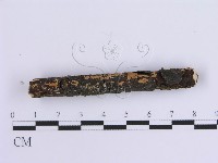 齒耳菌屬藏品圖，第3張