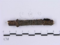 齒耳菌屬藏品圖，第4張