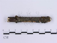 齒耳菌屬藏品圖，第5張